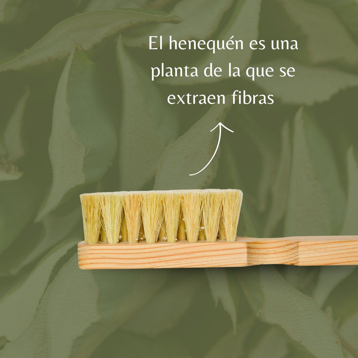 Cepillo Multiusos de Henequen